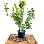 Čučoriedka kanadská (Vaccinium corymbosum) ´BLUEGOLD´ - stredne skorá 40-60 cm, kont. C2L
